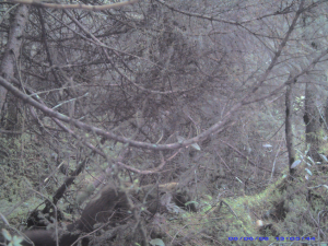 Prédation d'un pékan sur un nid de tétras.