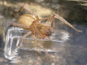 La Cheiracanthium mildei est une petite araignée verdâtre ou jaunâtre que l’on trouve dans nos maisons. 