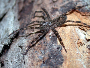 Cette dolomède est la plus grande araignée du Québec; son corps sans les pattes peut mesurer jusqu’à 2,4 centimètres. 