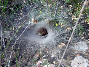 Tunnel de soie d’une araignée appartenant à la famille de Agelenidae. 