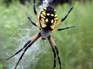 Grosse araignée vivement colorée, l’argiope jaune et noire (Argiope aurantia) est souvent immobile au centre d'une grande toile marquée d'un zigza. 