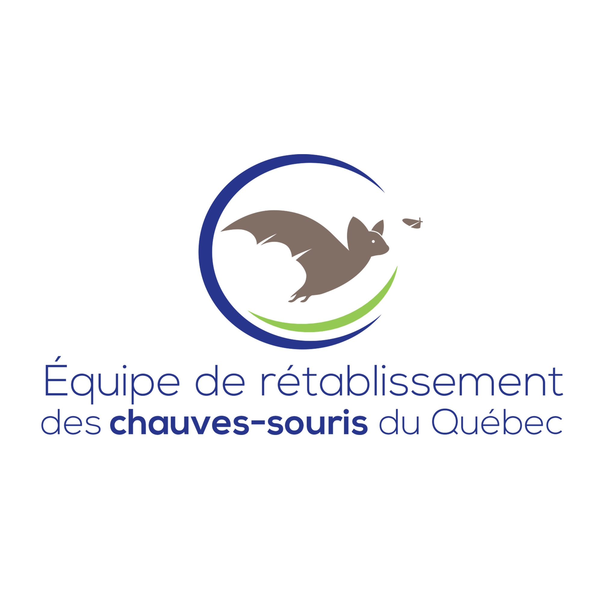 Chauve-souris cendrée  Gouvernement du Québec