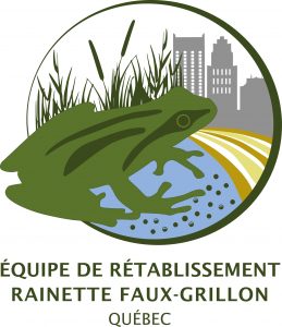 Dessin d'une rainette faux-grillon dans un marais avec des immeubles en arrière-plan pour représenter l'Équipe de rétablissement de la rainette fauxg-grillon de l'Ouest du Québec