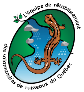 Dessin d'un salamandre au milieu d'un ruisseau pour représenter l'Équipe de rétablissement des salamandres de ruisseaux du Québec